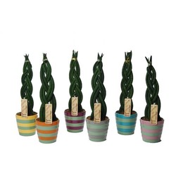 Sansevieria Cylindrica "твист" в керамике Бангкок ( Sansevieria Cylindrica 'twist' In ceramics Bangk