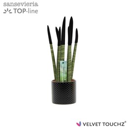 Sansevieria Velvet Touchz ② черная керамика в горошек ( Sansevieria Velvet Touchz Black Met Dots cer