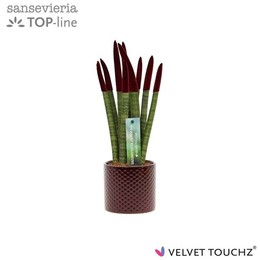 Сансевиерия Бархатный ( Sansevieria Velvet Touchz Bordeaux Met Dots Keram ) W 8,5 см H 18 см 1