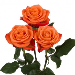Rose Orange Crush (Роза Оранж Краш) B60 SUNSET VALLEY