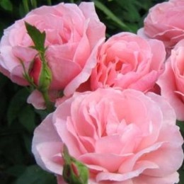 Роза чайно-гибридная Queen Elizabeth (Куин Элизабет)
