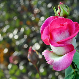 Роза чайно-гибридная Utro Parisa (Утро Парижа)
