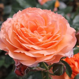 Роза шраб Belvedere (Бельведер)