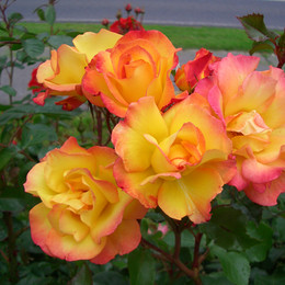 Роза шраб Bonanza (Бонанза)