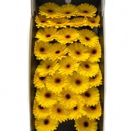 Gerbera mini Bison Gold(Гербера мини Бизон Голд) В50