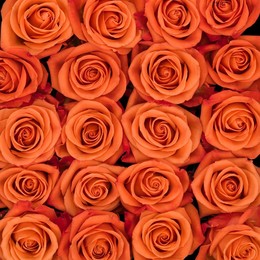 Rosa Gr Orange Crush ( Орандж Краш ) В60 Rosa Prima