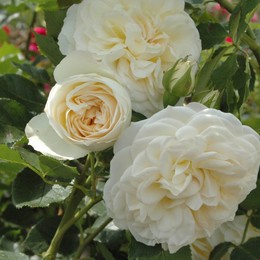 Роза шраб Friedenslicht (Фриденслихт)