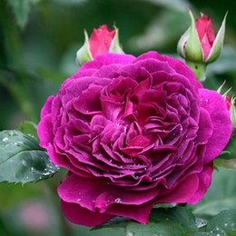 Роза шраб Purple Lodge (Перпл Лодж)