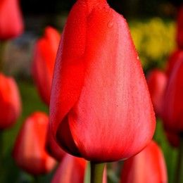 Тюльпан Красный (Tulip Red) пр-во Россия, Экстра