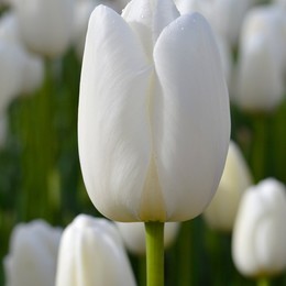 Тюльпан Белый (Tulip White) пр-во Россия, Экстра