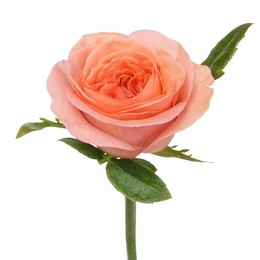 Роза Лондон Ай В50 Цветы Удмуртии