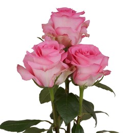 Rosa Gr Priceless ( Прицелесс ) В60 Rosa Prima