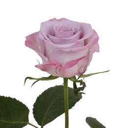 Rosa Gr Purple Haze ( Пурпле Хазе ) В60 Rosa Prima
