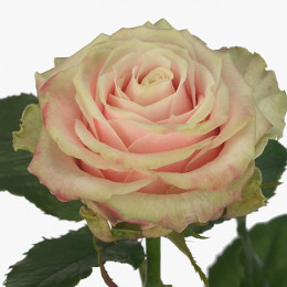 Rosa gr Avalanche Antique (Роза гр Аваланж Антикью) В60