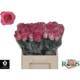 Rosa gr Pipe Candy Avalanche(Роза гр Пайп Кенди Аваланш) В60