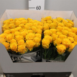 Rosa Gr Sphinx Gold (Роза Гр Сфинкс Голд) В60