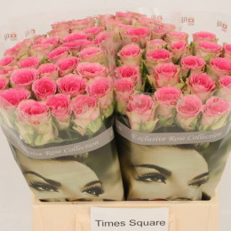 Rosa Gr Times Square (Роза одн Таймс Скуар) В50