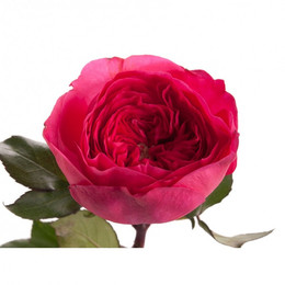 Rosa Gr Eq Garden Baronesse (Роза Гр Экв Гарден Баронесс) В50