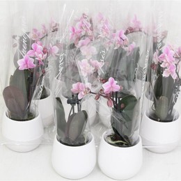 Фаленопсис Мини Розовый 2 стебля Керамика # ( Phalaenopsis Mini Pink 2 stem Ceramique # ) W 6 см H 2
