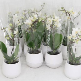 Фаленопсис Мини Белый 2 стебля Керамический # ( Phalaenopsis Mini White 2 stem Ceramique # ) W 6 см