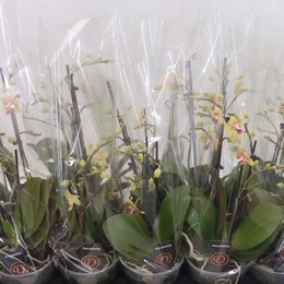 Фаленопсис Ов Белый 3 стебля ( Phalaenopsis Ov White 3 stem ) W 12 см H 35 см