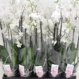 Фаленопсис мультифлора с 2 стеблями ( Phalaenopsis Multi-flora An Venice 2 stem ) W 12 см H 55 см