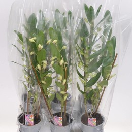 Дендробиум Нобиле Кумико 2 стебля ( Dendrobium Nobile Kumico 2 stem ) W 12 см H 55 см