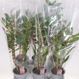Дендробиум Благородный Сиреневый 2 стебля ( Dendrobium Nobile Lilac 2 stem ) W 12 см H 50 см