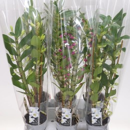 Дендробиум благородный смешанный 2 стебля ( Dendrobium Nobile Mixed 2 stem ) W 12 см H 50 см