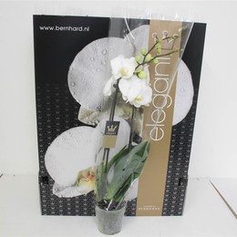 Фаленопсис Ов Белый 2 стебля ( Phalaenopsis Ov White 2 stem ) W 12 см H 65 см