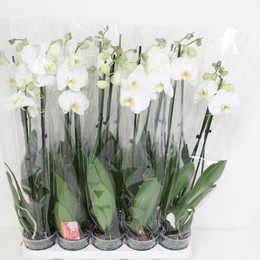 Фаленопсис Ов Белый 2 стебля ( Phalaenopsis Ov White 2 stem ) W 12 см H 75 см