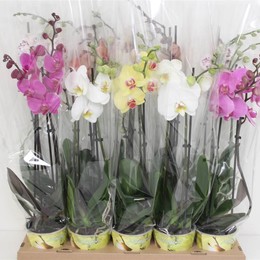 Фаленопсис смешанный 5 Цветов 2 стебля ( Phalaenopsis Mixed 5 Colour 2 stem ) W 12 см H 60 см