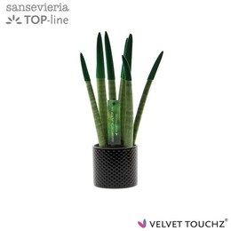 Сансевиерия Бархатное прикосновениеz зеленая керамика в горошек ( Sansevieria Velvet Touchz Green Me