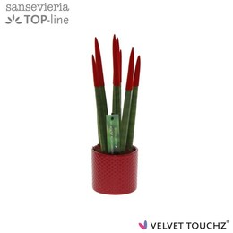 Сансевиерия Бархатное прикосновение ( Sansevieria Velvet Touchz Red In Dots ceramics ) W 8,5 см H 18