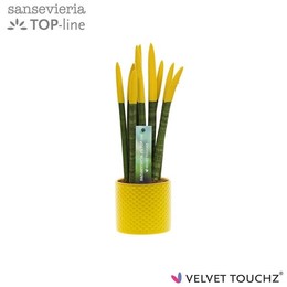 Сансевиерия Бархатное Прикосновение. ( Sansevieria Velvet Touchz Yellow In Dots Keramiek. ) W 8,5 см