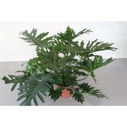 Филодендрон Бипиннатифидум (селлум) ( Philodendron Bipinnatifidum (selloum) ) W 40 см H 140 см