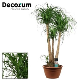 Бокарнея Ветвистая 35 См ( Beaucarnea Branched 35 Cm (decorum) ) W 35 см H 100 см
