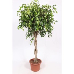 Фикус Экзотика ( Ficus Exotica ) W 40 см H 180 см