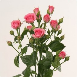 Rosa Spray Lidia (Роза Спрей Лидия) В40 (Цветы Удмуртии)
