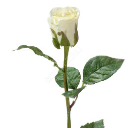 Rosa Gr Annabel (Роза Гр Анабель) B60 (Цветы Удмуртии)