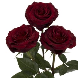 Rosa Gr RP BLACK PEARL ( РП БЛАК ПЕАРЛ ) В60 Rosa Prima