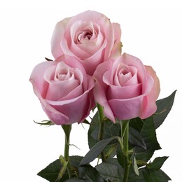 Rosa Gr Secret Garden ( Секрет Гарден ) В60 Rosa Prima
