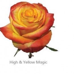 Rosa Gr High Yellow Magic (Роза Гр Хай Еллоу Мэджик) В70