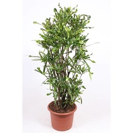 Кодиеум кудрявый (кротон кудрявый) ( Codiaeum Curly (croton Curly) ) W 45 см H 170 см