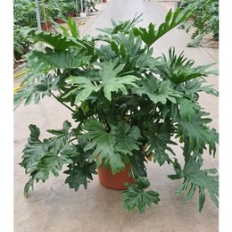 Филодендрон Бипиннатифидум (селлум) ( Philodendron Bipinnatifidum (selloum) ) W 50 см H 160 см