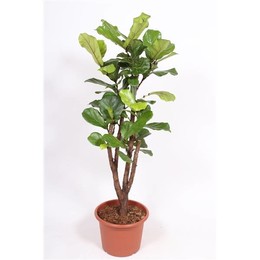 Фикус Лиратный ( Ficus Lyrata ) W 40 см H 165 см