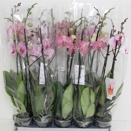 Фаленопсис Ов Розовый 2 стебля ( Phalaenopsis Ov Pink 2 stem ) W 12 см H 60 см