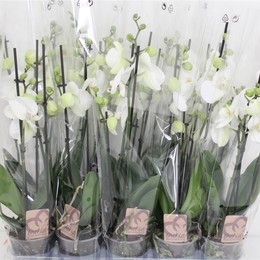 Фаленопсис Ов Белый 3 стебля ( Phalaenopsis Ov White 3 stem ) W 12 см H 50 см