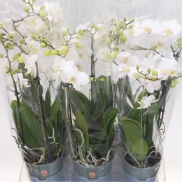 Фаленопсис мультифлора Белый 2 стебля ( Phalaenopsis Multi-flora White 2 stem ) W 12 см H 50 см