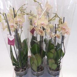 Фаленопсис Туринский 2 стебля ( Phalaenopsis An Torino 2 stem ) W 12 см H 55 см